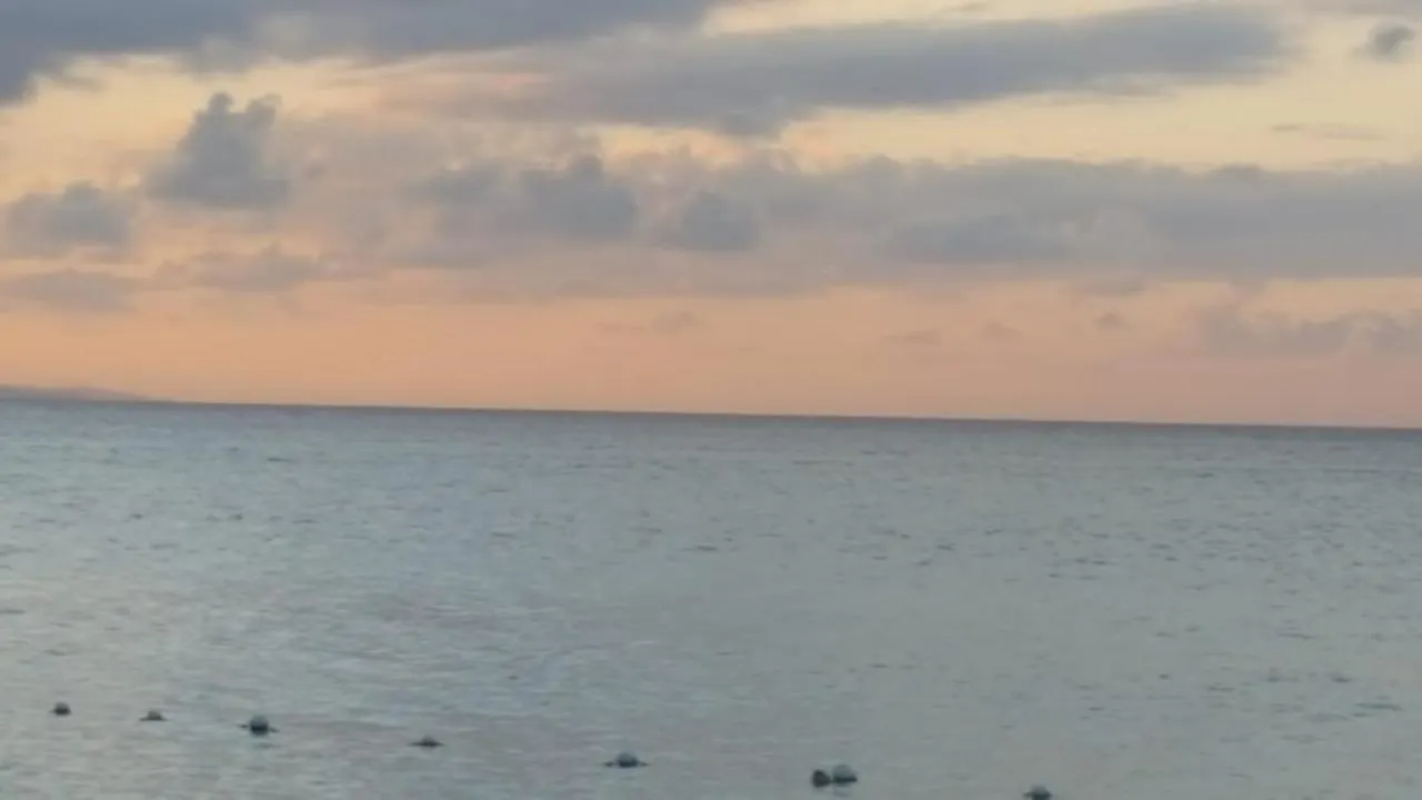 Mobay Las Palmas Montego Bay Jamaica